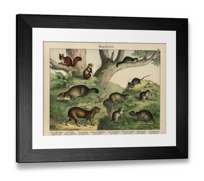 Framed Print : Chromolithograph from Gotthilf Heinrich von Schubert's Natural History of Animal Kingdoms for School and Home Framed Print : Chromolithograph from Gotthilf Heinrich von Schubert's Natural History of Animal Kingdoms for School and Home