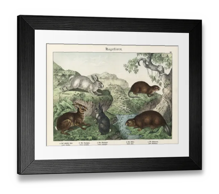 Framed Print : Hare, rabbit, beaver and muskrat Framed Print : Hare, rabbit, beaver and muskrat