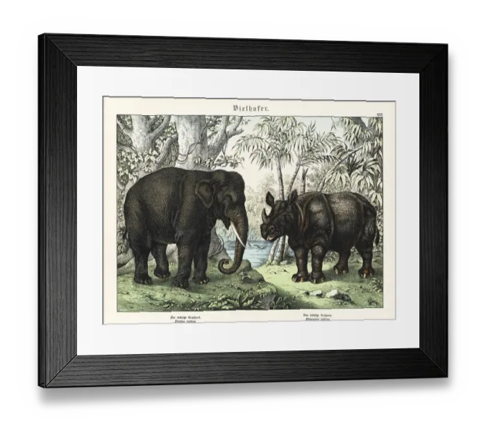 Framed Print : Indian elephant and rhino Framed Print : Indian elephant and rhino