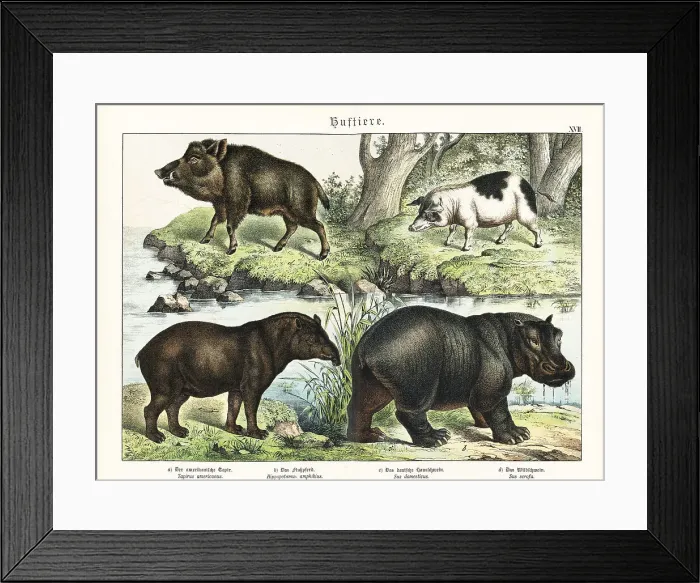 Framed Print : Tapir, hippo, pig and boar Framed Print : Tapir, hippo, pig and boar