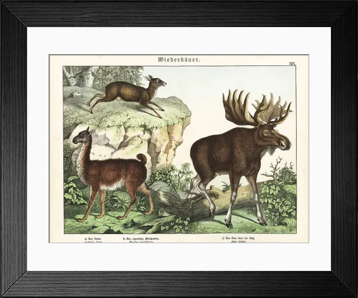 Framed Print : Llama, musk deer and elk Framed Print : Llama, musk deer and elk