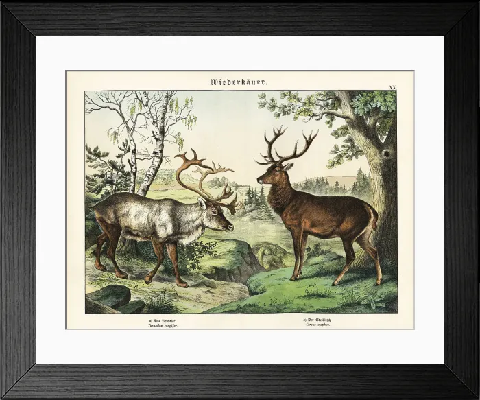 Framed Print : Reindeer and red deer Framed Print : Reindeer and red deer