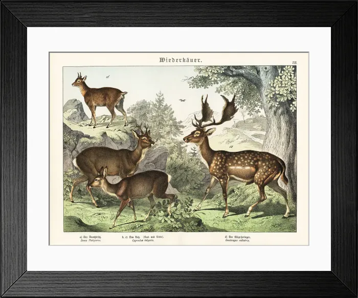 Framed Print : Fallow deer, roe deer, and klipspringer