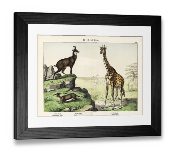 Framed Print : Giraffe, chamois and gazelle Framed Print : Giraffe, chamois and gazelle