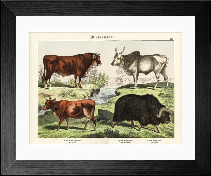 Framed Print : Cattle, muskox and zebu Framed Print : Cattle, muskox and zebu