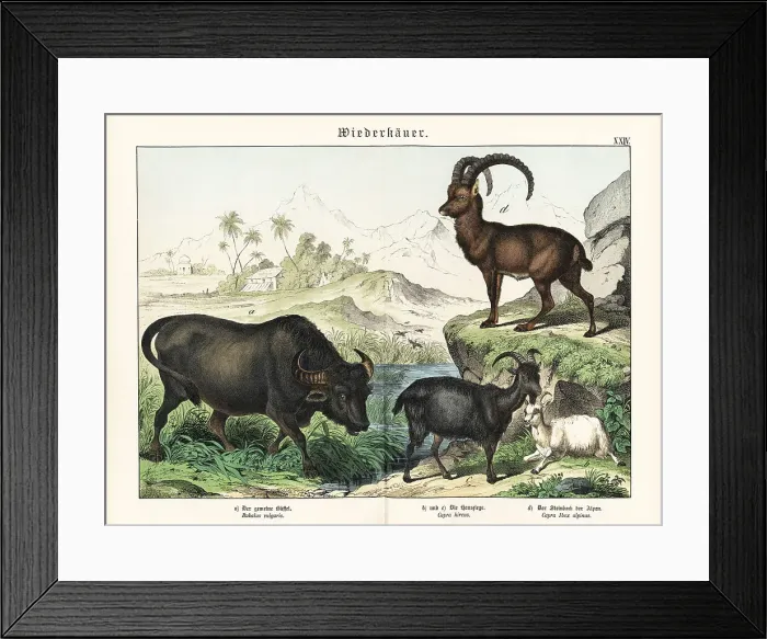 Framed Print : Water buffalo, goats and Alpine ibex Framed Print : Water buffalo, goats and Alpine ibex