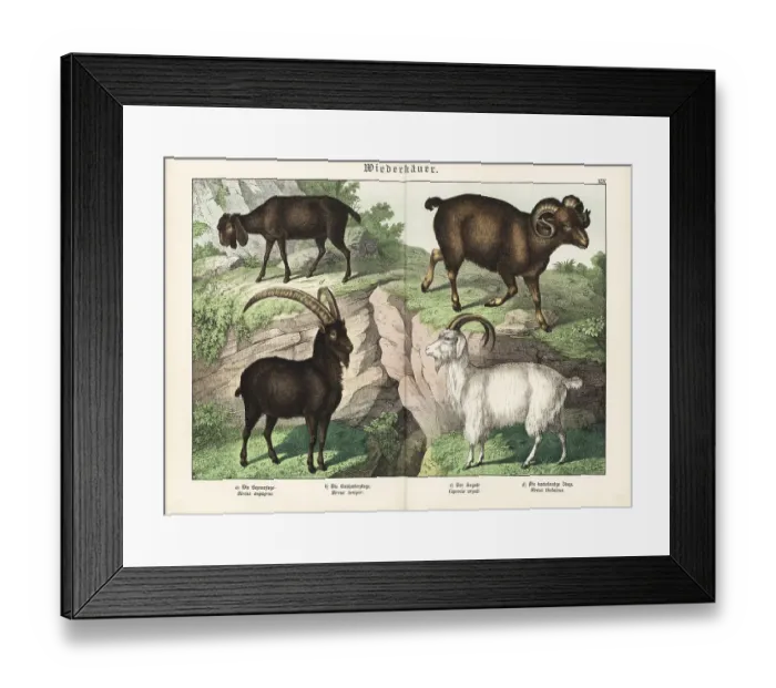 Framed Print : Bezoar, cashmere, argali and Theban goats Framed Print : Bezoar, cashmere, argali and Theban goats