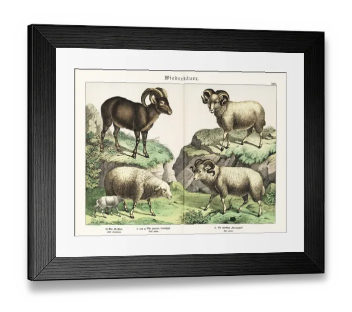 Framed Print : Moufflon, sheep and merino sheep Framed Print : Moufflon, sheep and merino sheep