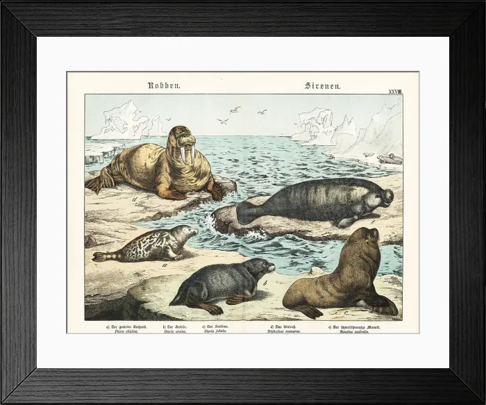 Framed Print : Seals, sea lion, walrus and manatee Framed Print : Seals, sea lion, walrus and manatee