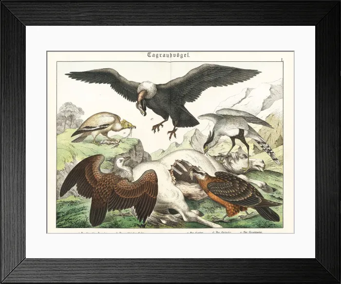 Framed Print : Vultures and condor on a horse carcass Framed Print : Vultures and condor on a horse carcass