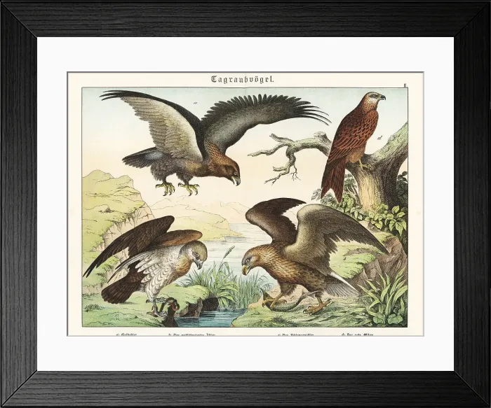 Framed Print : Eagles and kite Framed Print : Eagles and kite