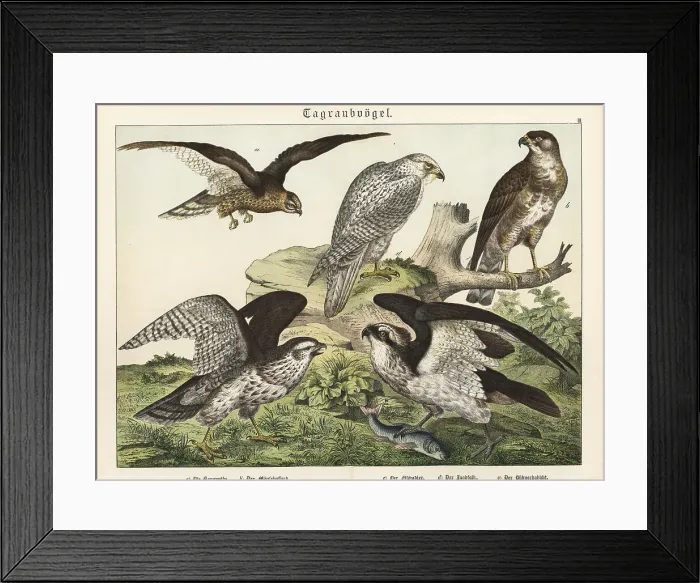 Framed Print : Harrier, buzzard, osprey, gyrfalcon and goshawk Framed Print : Harrier, buzzard, osprey, gyrfalcon and goshawk