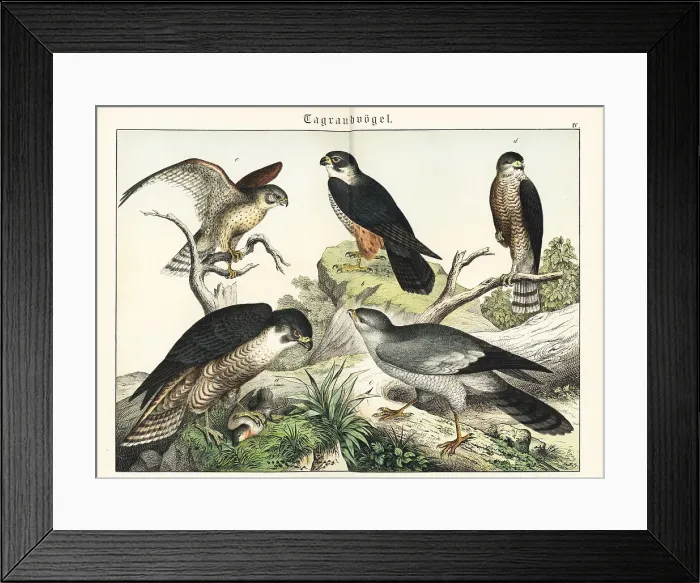 Framed Print : Peregrine, hobby, kestrel, sparrowhawk and goshawk Framed Print : Peregrine, hobby, kestrel, sparrowhawk and goshawk