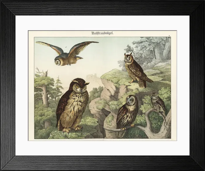 Framed Print : Owl species Framed Print : Owl species