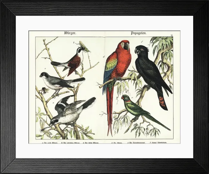 Framed Print : Shrikes and parrots