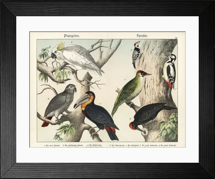 Framed Print : Parrots, toucan, and woodpeckers Framed Print : Parrots, toucan, and woodpeckers