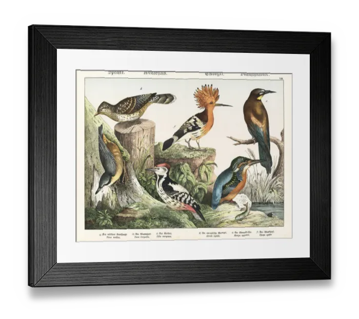 Framed Print : Woodpecker, wryneck, nuthatch, kingfisher, etc Framed Print : Woodpecker, wryneck, nuthatch, kingfisher, etc