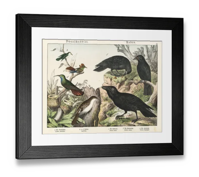 Framed Print : Treecreeper, hummingbirds and ravens Framed Print : Treecreeper, hummingbirds and ravens