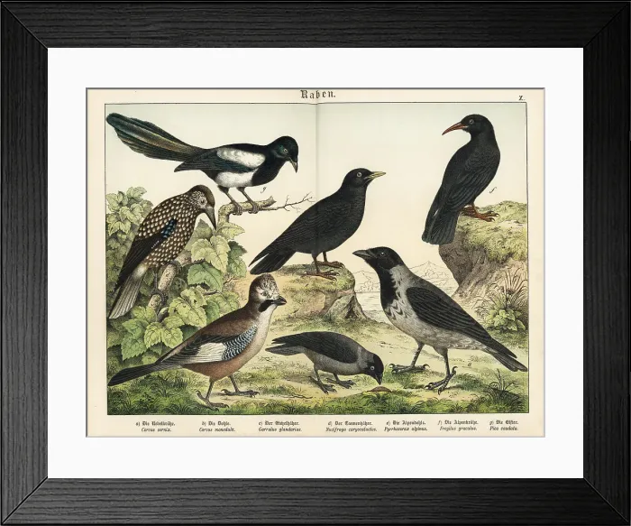 Framed Print : Crow, jackdaw, jay, nutcracker, etc Framed Print : Crow, jackdaw, jay, nutcracker, etc