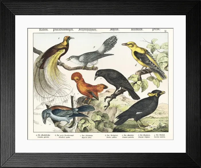 Framed Print : Roller, bird of paradise, cock of the rock, etc Framed Print : Roller, bird of paradise, cock of the rock, etc