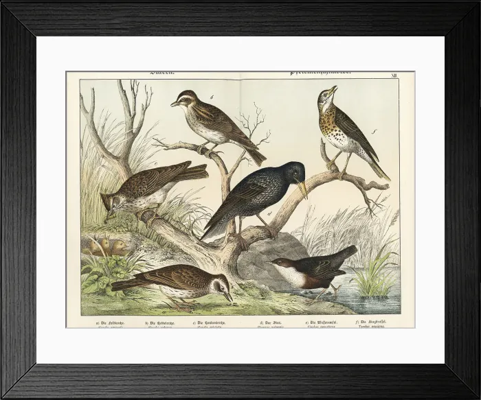 Framed Print : Larks, starling, dipper, and song thrush