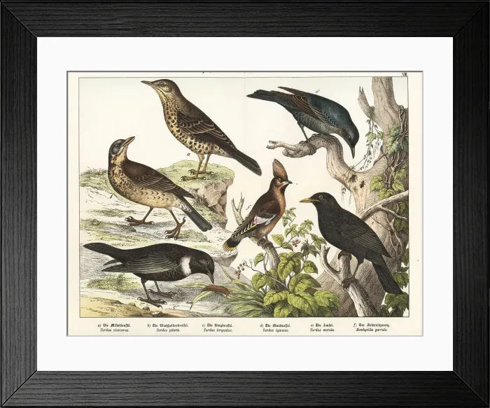 Framed Print : Thrushes, blackbird and Bohemian waxwing