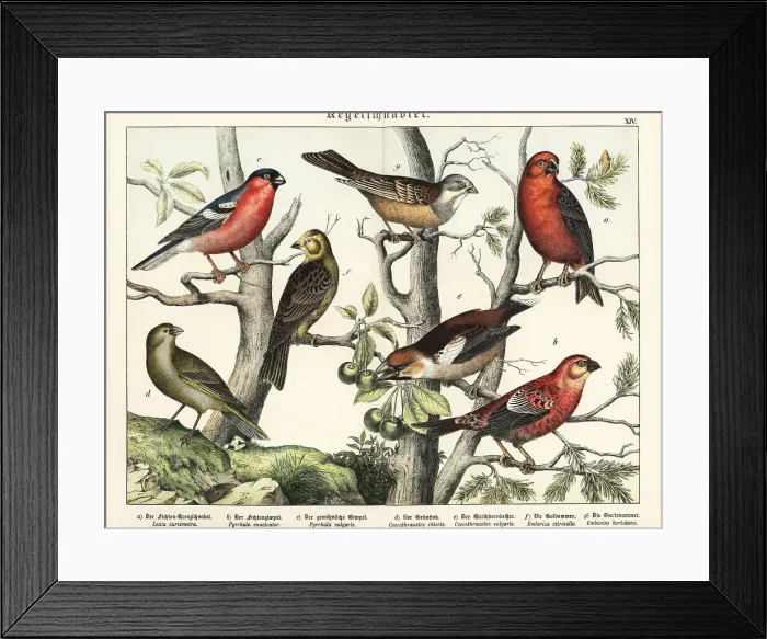 Framed Print : Crossbill, grosbeak, finches and yellowhammer Framed Print : Crossbill, grosbeak, finches and yellowhammer