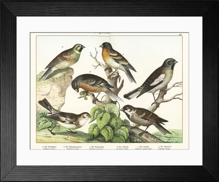 Framed Print : Buntings, sparrow and finches Framed Print : Buntings, sparrow and finches