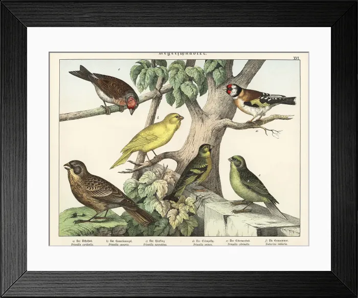 Framed Print : Goldfinch, canary, linnet, etc Framed Print : Goldfinch, canary, linnet, etc