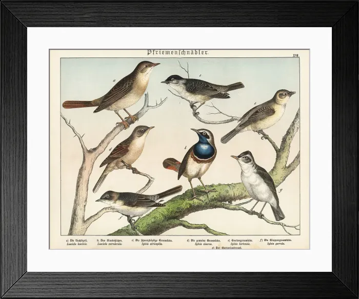Framed Print : Nightingale, bluethroat, warblers, etc Framed Print : Nightingale, bluethroat, warblers, etc