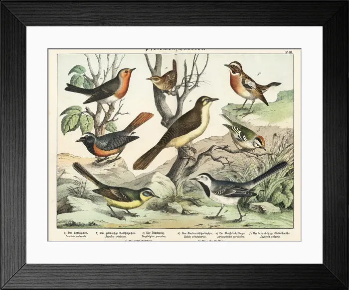 Framed Print : Robin, goldcrest, wren, etc Framed Print : Robin, goldcrest, wren, etc