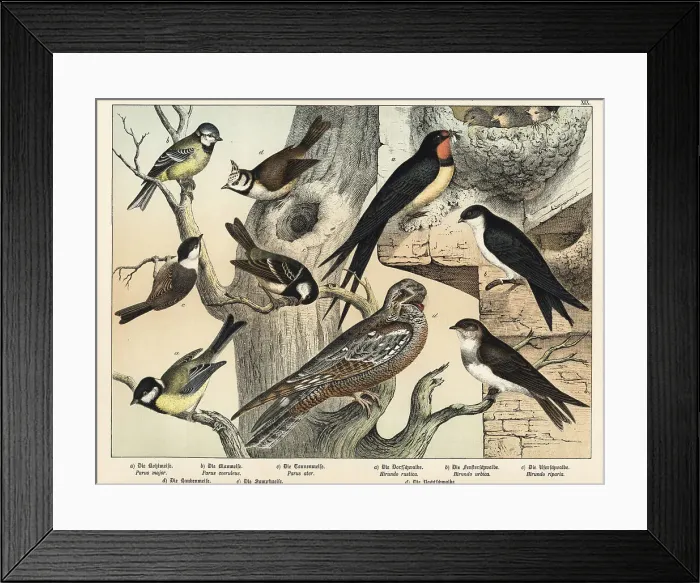 Framed Print : Tits, swallows and nightjar Framed Print : Tits, swallows and nightjar