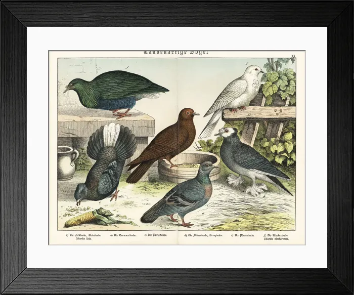 Framed Print : Fancy pigeon types and Nicobar pigeon Framed Print : Fancy pigeon types and Nicobar pigeon