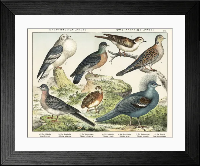 Framed Print : Doves and pigeons, including extinct passenger pigeon Framed Print : Doves and pigeons, including extinct passenger pigeon