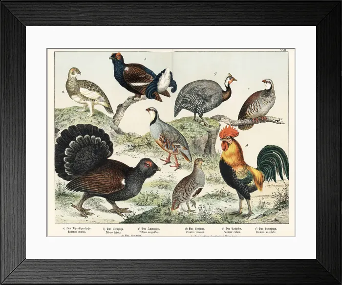 Framed Print : Ptarmigan, grouse, partridges, etc Framed Print : Ptarmigan, grouse, partridges, etc