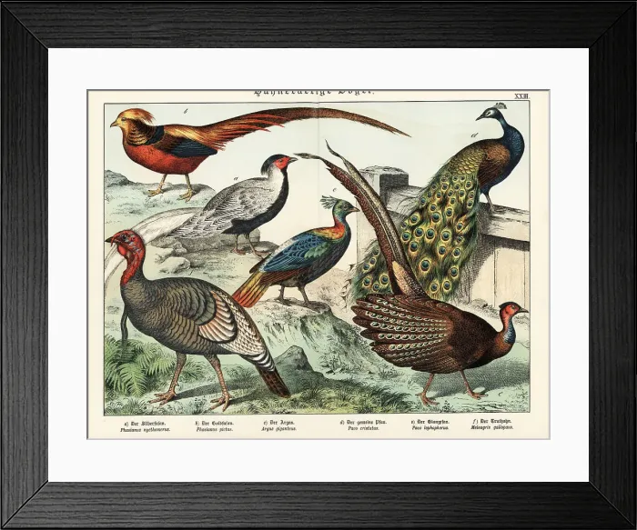 Framed Print : Pheasants, peacock, turkey, etc Framed Print : Pheasants, peacock, turkey, etc