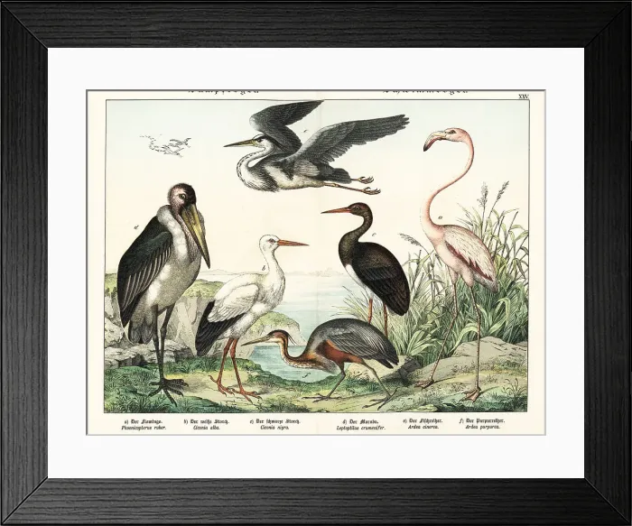 Framed Print : Flamingo, storks and herons Framed Print : Flamingo, storks and herons