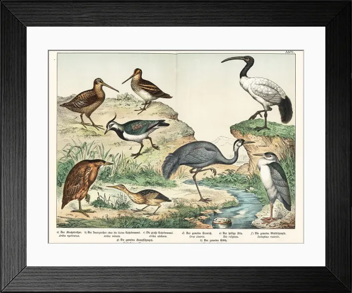 Framed Print : Heron, bitterns, ibis, snipe, etc Framed Print : Heron, bitterns, ibis, snipe, etc