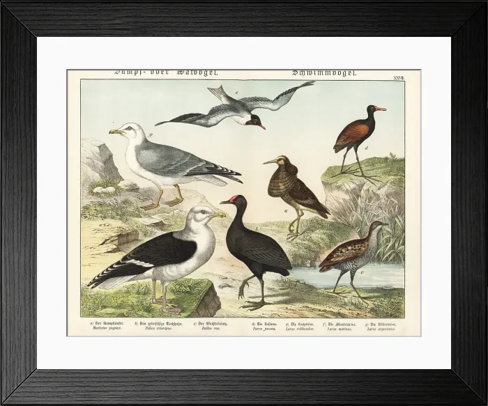 Framed Print : Ruff, moorhen, rail, jacana, etc Framed Print : Ruff, moorhen, rail, jacana, etc