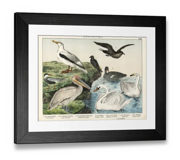 Framed Print : Sea birds. Tern, Sterna hirundo a, pomarine jaeger Framed Print : Sea birds. Tern, Sterna hirundo a, pomarine jaeger