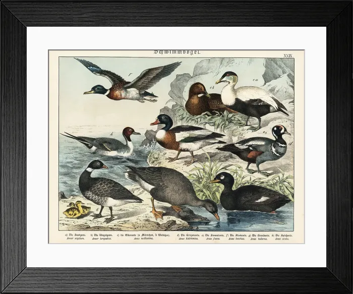 Framed Print : Ducks and geese Framed Print : Ducks and geese