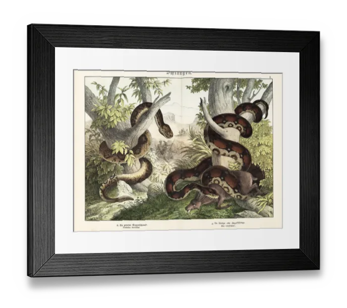 Framed Print : Rattlesnake and boa constrictor Framed Print : Rattlesnake and boa constrictor