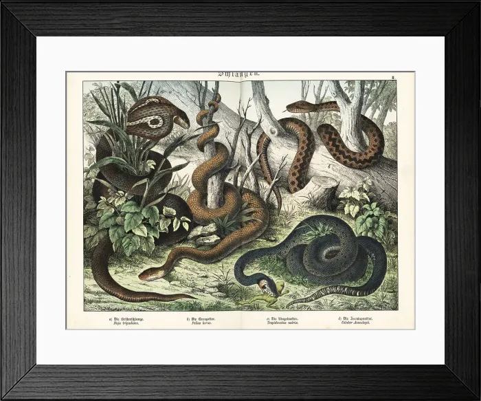 Framed Print : Cobra, adder, grass snake and false coralsnake Framed Print : Cobra, adder, grass snake and false coralsnake