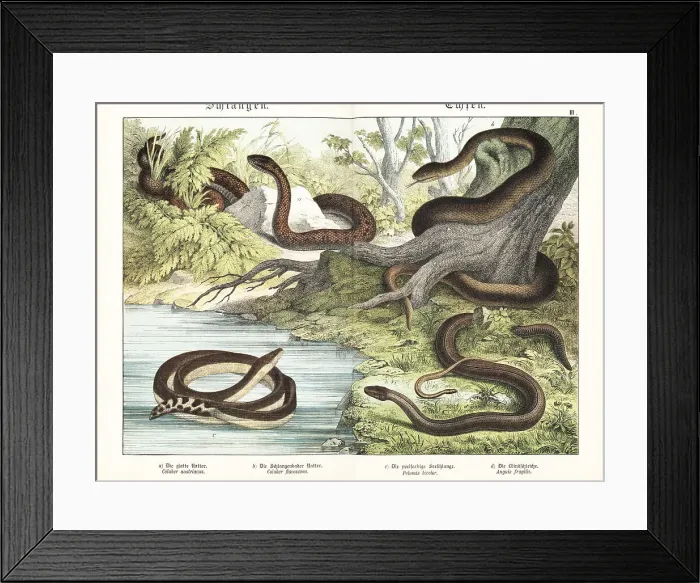 Framed Print : Smooth snake, Aesculapian snake, yellowbelly seasnake and slow w Framed Print : Smooth snake, Aesculapian snake, yellowbelly seasnake and slow w