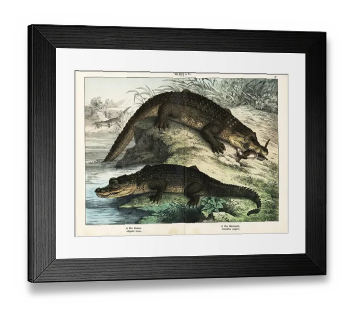 Framed Print : Alligator and crocodile Framed Print : Alligator and crocodile