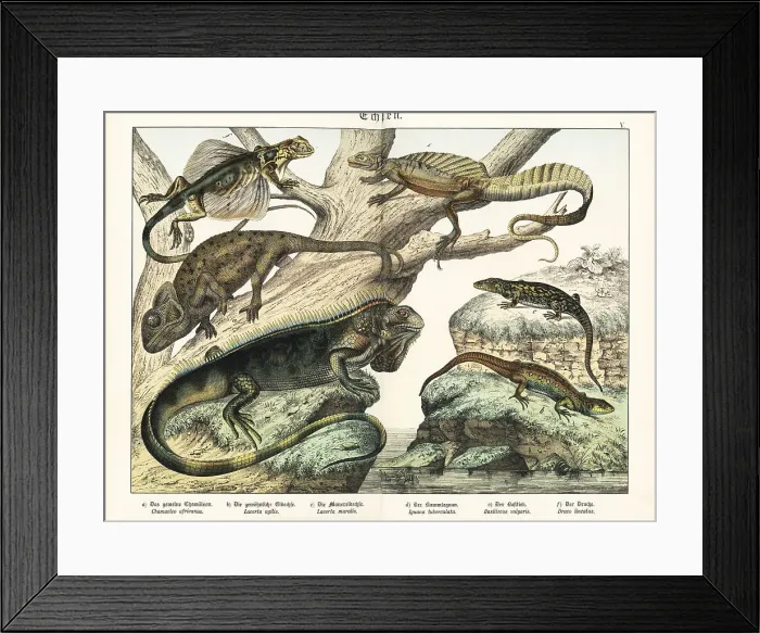 Framed Print : Chameleon, lizards, iguana, basilisk and flying dragon Framed Print : Chameleon, lizards, iguana, basilisk and flying dragon