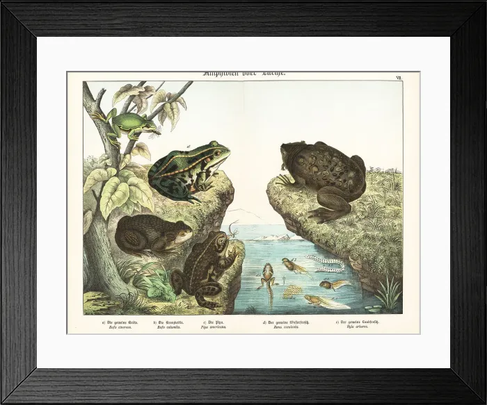 Framed Print : Toads and frogs Framed Print : Toads and frogs