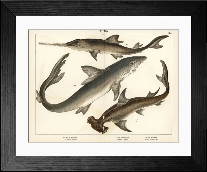 Framed Print : Great white, hammerhead shark and sawfish Framed Print : Great white, hammerhead shark and sawfish