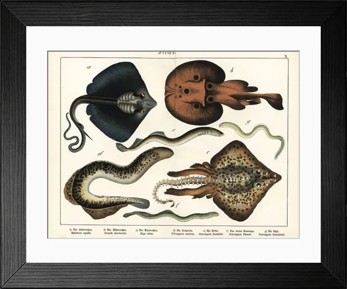 Framed Print : Rays and lampreys Framed Print : Rays and lampreys