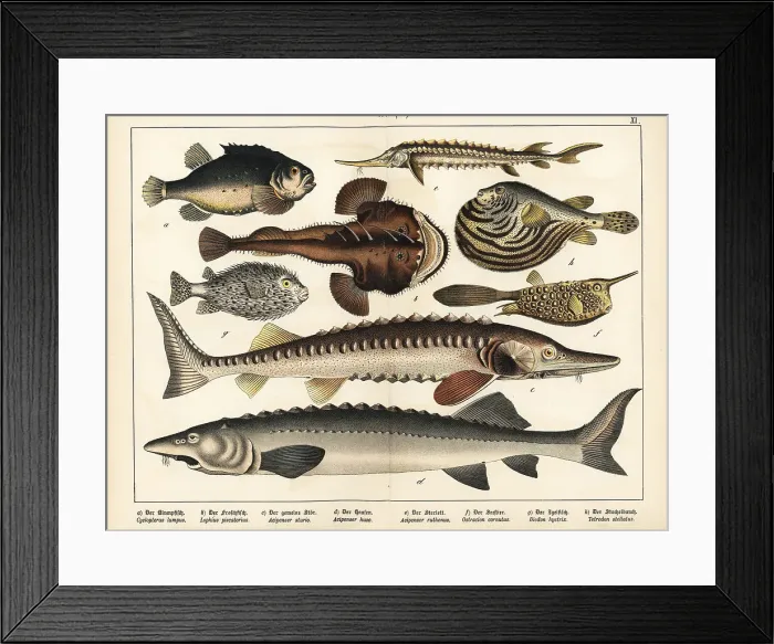 Framed Print : Lumpfish, monkfish, sturgeon, cowfish and puffer Framed Print : Lumpfish, monkfish, sturgeon, cowfish and puffer